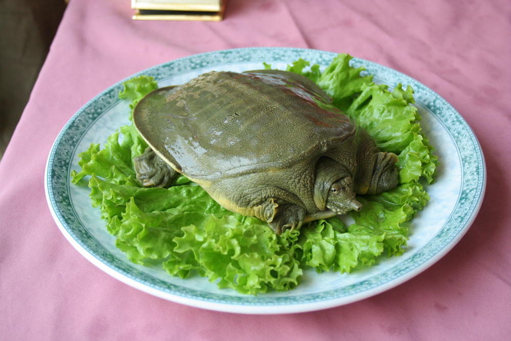 天下第一鲜——洞庭湖野生甲鱼