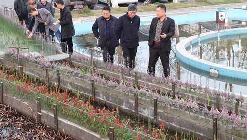 甲鱼苗多少钱？甲鱼苗市场报价[今日头条]